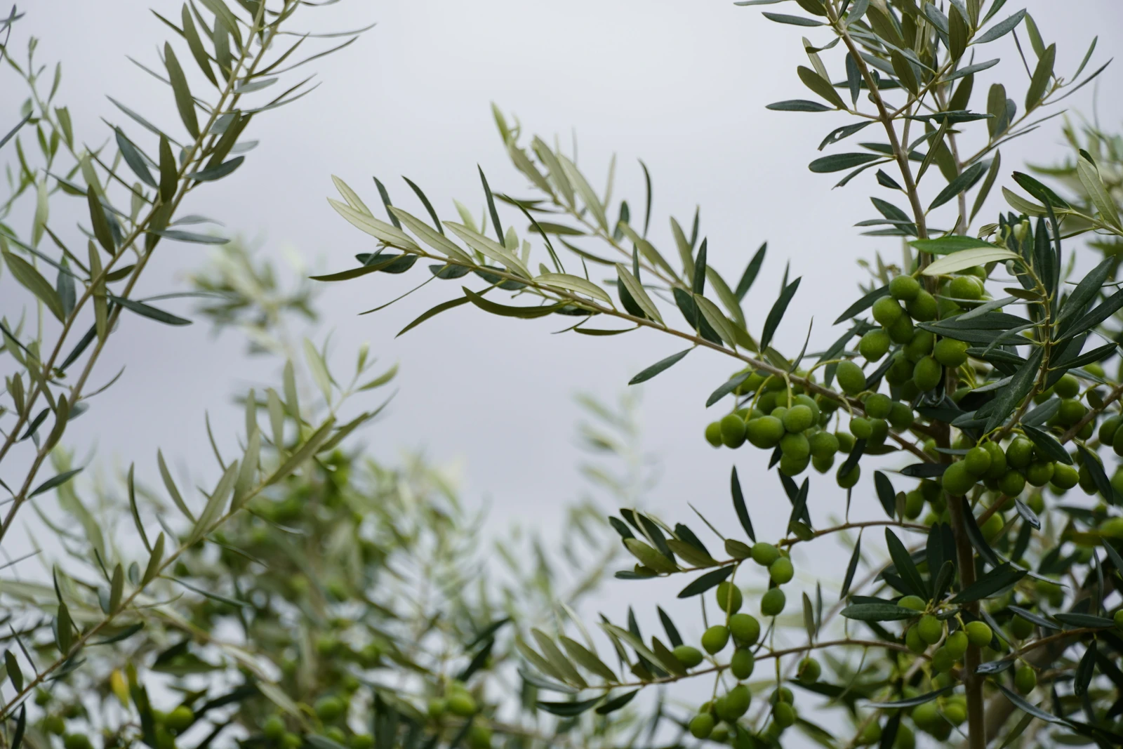 Olives growing among leaves on an olive branch